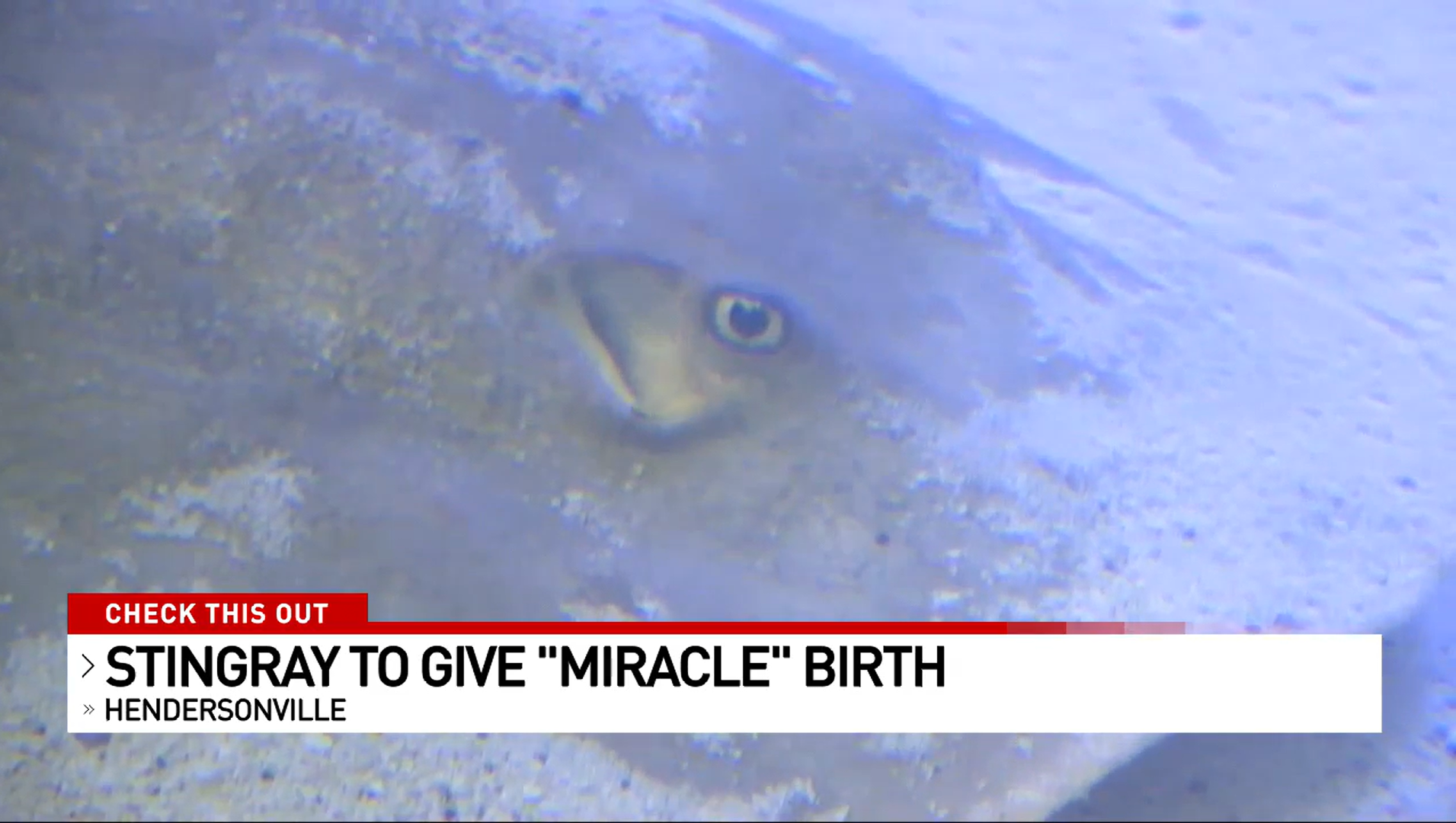 Mystery over stingray that could have been impregnated by shark The